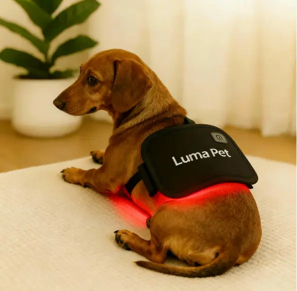 Red Light Therapy Pad for Pets – Safe, Non-Invasive Pain Relief for Dogs Grab3