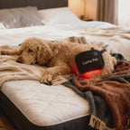 Red Light Therapy Pad for Pets – Safe, Non-Invasive Pain Relief for Dogs
